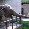 elefante02