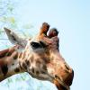 giraffa02