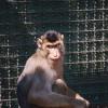 macaco